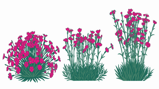 白い背景に配置された、鮮やかなピンク色のナデシコの花のイラストセット。異なる成長段階や形状の3つの草花の束が描かれており、ガーデニングや自然、春の季節感を表現するデザイン素材として最適です。