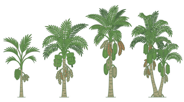 Illustrazione vettoriale di quattro alberi di papaya in diverse fasi di crescita e maturazione, con frutti verdi e maturi su tronchi distinti, isolati su uno sfondo bianco pulito.
