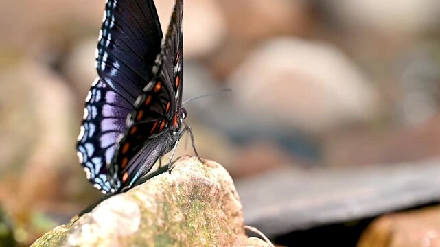 The butterfly displays the beauty of its wings&mdash;shimmering dark blue with black edges and white spots.