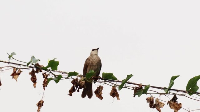 A sooty-headed bulbul (*Pycnonotus aurigaster*) perched calmly on a stretch of power line entwined with climbing plants.