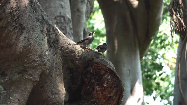 A natural moment featuring two Common Mynas (*Acridotheres tristis*) perched and actively interacting on the branch or trunk of a large, old tree.