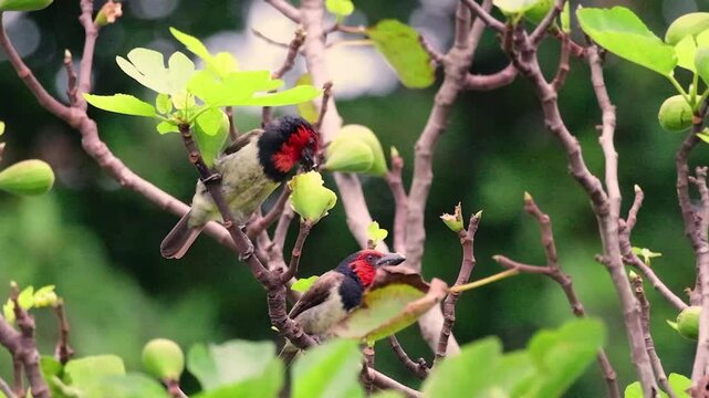 A beautiful natural scene unfolds as a pair of Black-collared Barbets (*Lybius torquatus*) perch together on the branch of a fig tree. 