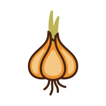 Cartoon Onion