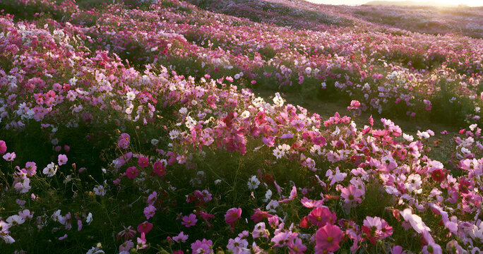 luscious cosmos flower garden