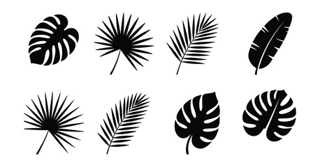 Tropical summer palm leaves silhouette, monstera banana fern foliage, exotic jungle botanical elements, black vector, isolated on transparent background, editable illustration. ©  