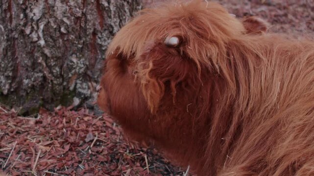 Shaggy Highland calf resting by a tree trunk reference