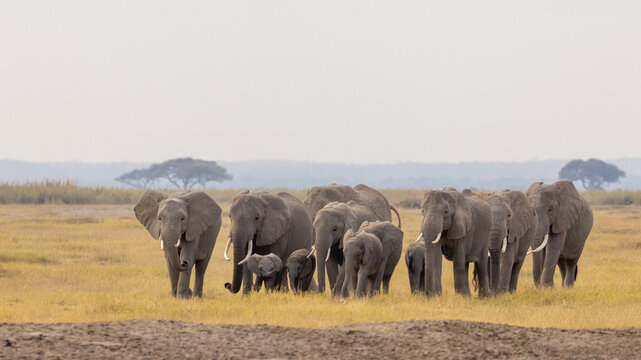 African elephant breeding herd with a young calf walking directly toward the camera across the dusty savannah plains of Amboseli National Park, Kenya.