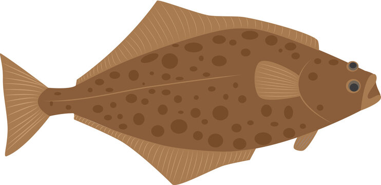 A vector art of a halibut fish, without a background.