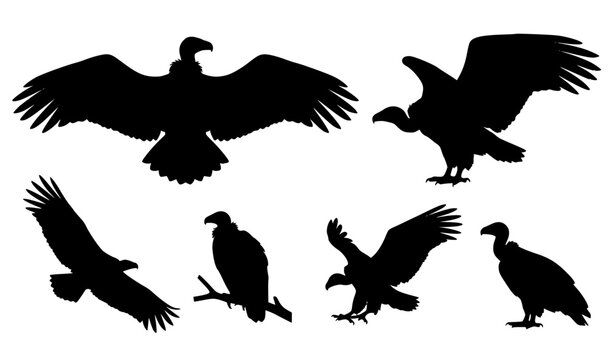 Griffon Vulture Silhouette Vector Collection with Spread Wings
