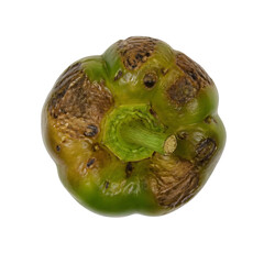 Obraz premium Top Down View of an Organic Green Bell Pepper Showing Signs of Natural Decay and Brown Blemishes Isolated on White Background