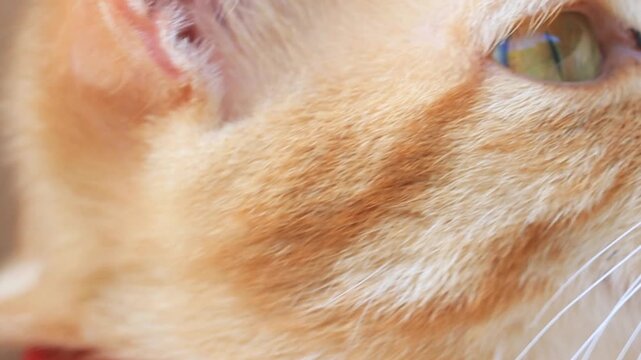 ginger cat close-up portrait