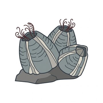 Gooseneck Barnacles cluster on a rock illustration