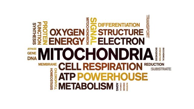 Mitochondria animated word cloud-gross domestic product animation tag kinetic typography seamless loop.