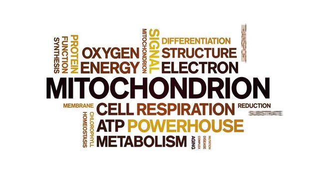 Mitochondrion animated word cloud-gross domestic product animation tag kinetic typography seamless loop.