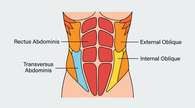 Human Abdominal Muscles Anatomy Diagram