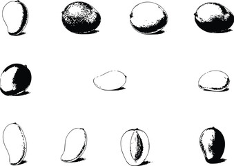 Vintage Black and White Mango Botanical Illustration Set Isolated on White Background © Abdullah