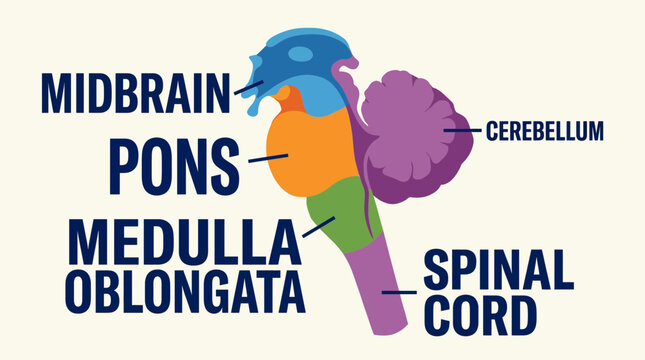 Human Brainstem Anatomy Illustration