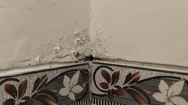 Close up shot of a finger inspecting flaking peeling paint damage on a wall corner right above decorative ceramic bathroom tiles.
