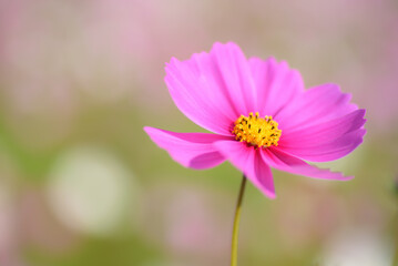 Soft bokeh effect and a single pink cosmos flower.（秋桜） © Kouji_film