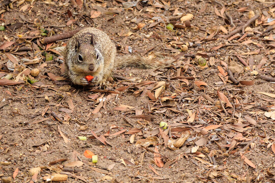 California ground squirrel sitting on the ground covered with dry leaves and eating a piece of food