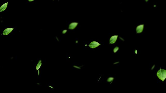 Green leaves flying animation with smooth natural motion. Fresh Green Leaves Flying | Motion Graphics Background.