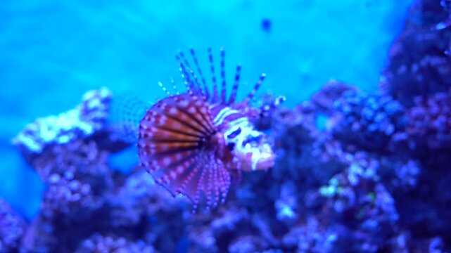 A striking zebra lionfish floats gracefully in a bright blue aquarium tank, showcasing its venomous fan-like fins against a blurred backdrop of coral rocks.