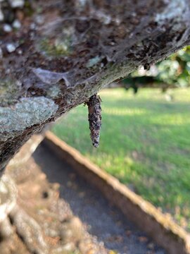 Bagworm moth cocoon hanging from a rough tree branch