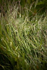 Obraz premium Textured tall grass with rain drops