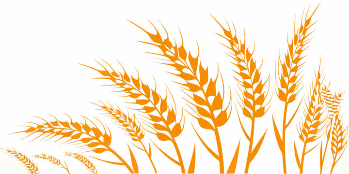 Orange wheat grain stalks a vector illustration on a white background