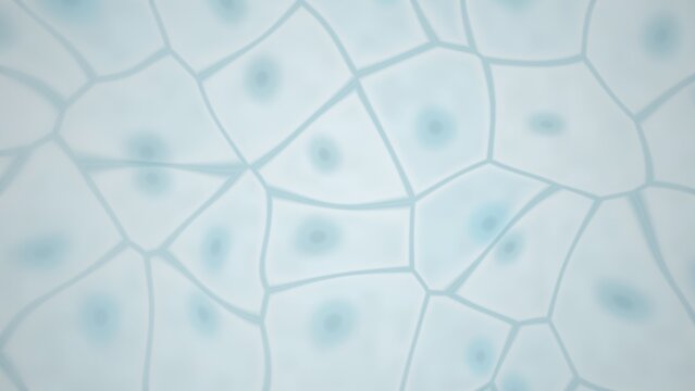 Abstract cellular structure with nuclei