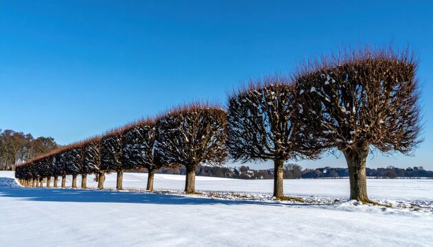 Uniquely Pruned Bare Trees (Pollarding) against a clear blue sky in winter