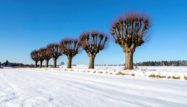 Uniquely Pruned Bare Trees (Pollarding) against a clear blue sky in winter