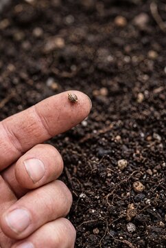 Tiny Seed Representing New Beginnings and Future Potential