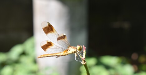 枝にとまるトンボ　ミヤマアカネ © 66331