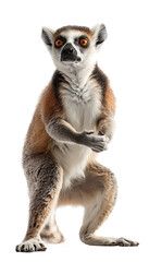Fototapeta premium Dynamic Action of a Curious Lemur in Studio Setting with Isolated Background
