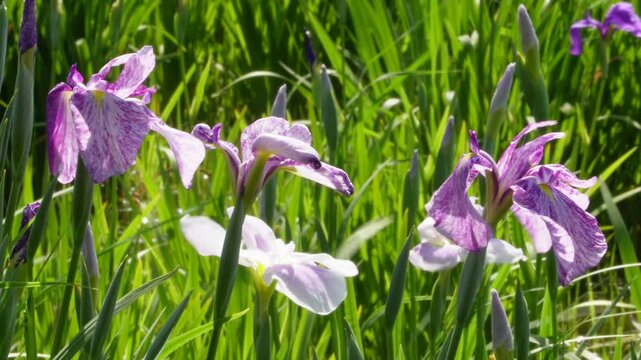 初夏の陽光に透けて風に揺れる美しい絞り柄のハナショウブ（水元公園）