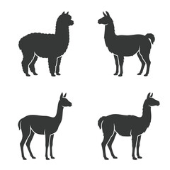Four llama silhouettes standing side ways. © Andi