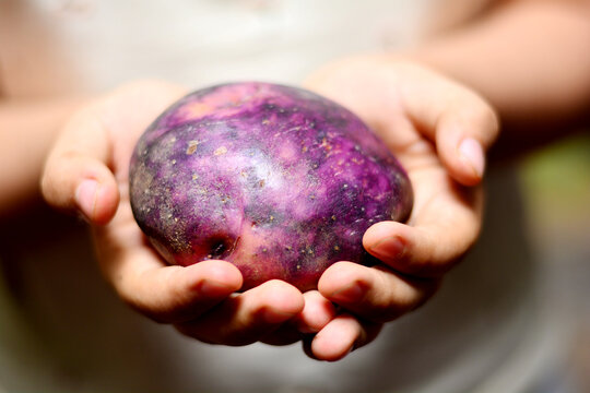 Hands holding purple peruvian potato.