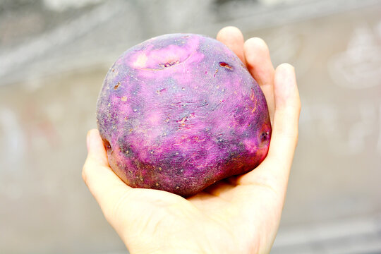 Hands holding purple peruvian potato.