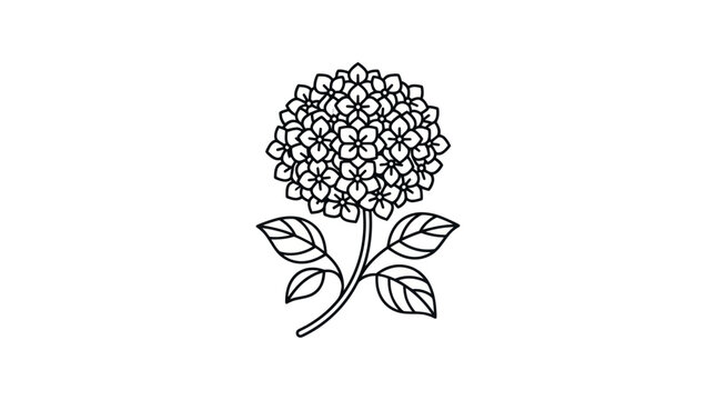 Hydrangea flower with green leaves.