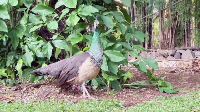 female peafowl standing near the bushes in the afternoon, peahen in alert moving foot forward slowly