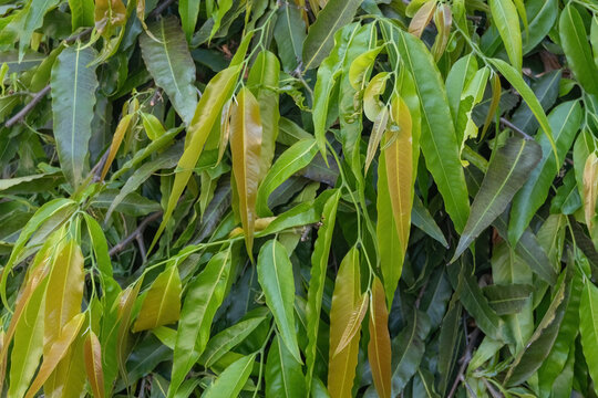 Fresh green and young brown leaves of Polyalthia longifolia tree texture background. Ashoka tree foliage pattern template for natural organic botanical backdrop.