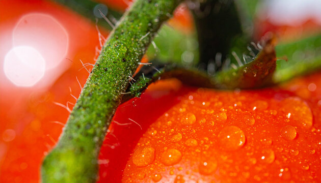 Cherry tomatoes cling to a fuzzy green vine with crystalline water beads reflecting soft ambient light.