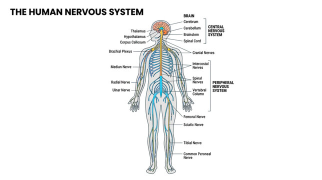 Diagram of the Human Nervous System with Labels