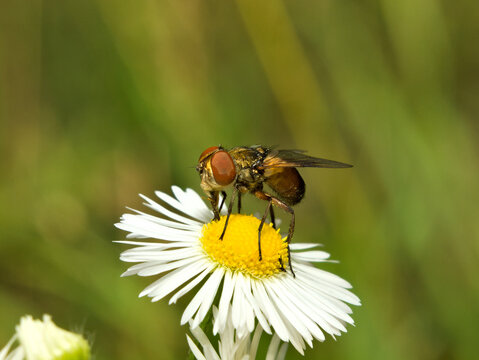 tachinidae parasitoid