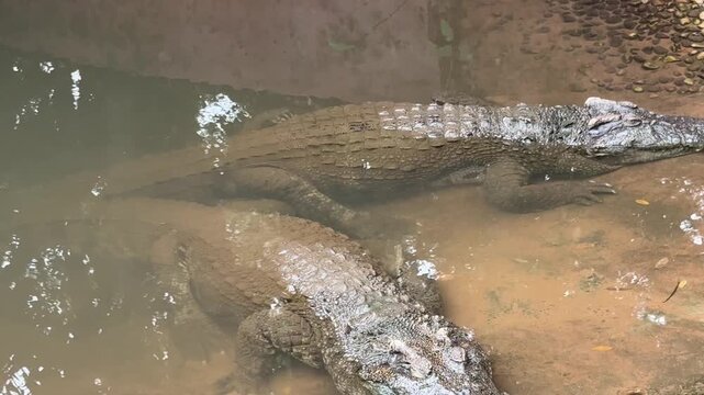 Two Crocodiles Sunbathing in a Zoo Pond on a Sunny Day

