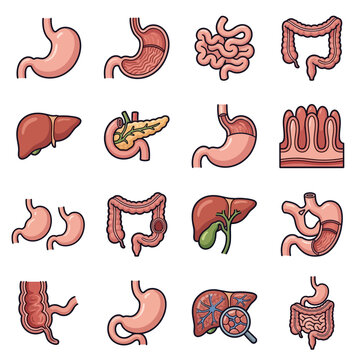 A collection of cartoon icons illustrating various human internal digestive organs and their structures.
