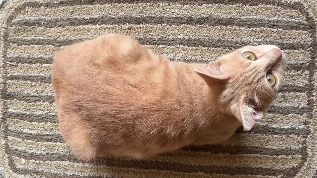 Domestic ginger cat sitting on a striped doormat from a high angle view