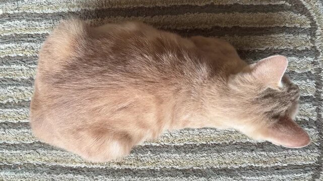 Domestic ginger cat sitting on a striped doormat from a high angle view