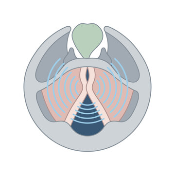 Anatomical Cross Sectional View of the Human Larynx Illustrating Vocal Fold Vibration and Glottal Airflow Dynamics
